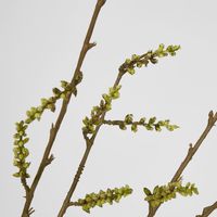 Stachyurus Spray