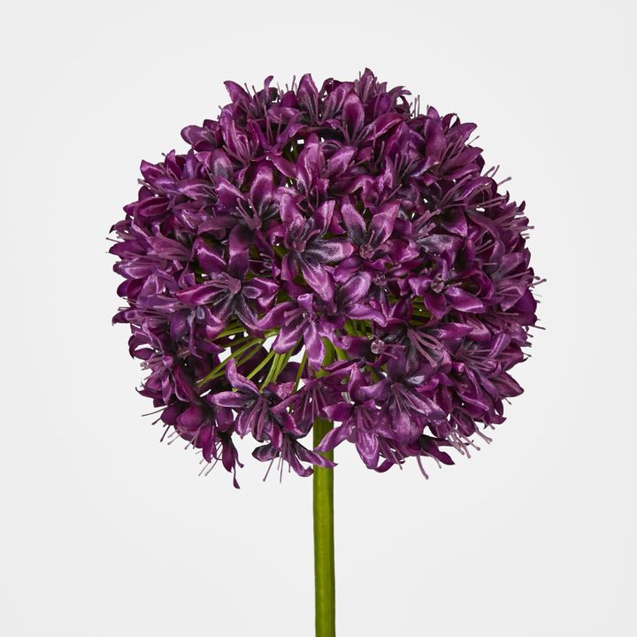 Allium Flower Lavender