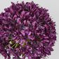 Allium Flower Lavender