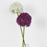 Allium Flower Lavender