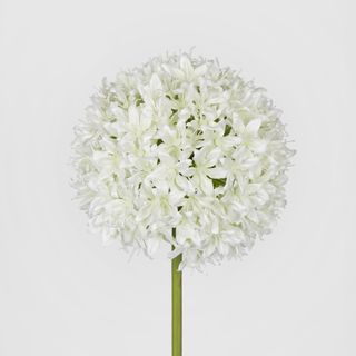 Allium Flower White