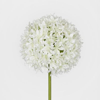 Allium Flower White