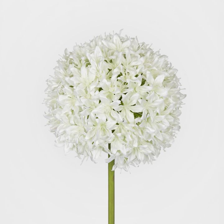 Allium Flower White