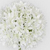 Allium Flower White