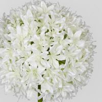 Allium Flower White
