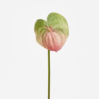 Anthurium Lily Real Touch Pink