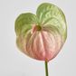 Anthurium Lily Real Touch Pink