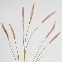 Foxtail Spray Pink