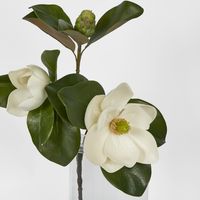 Double Head Magnolia With Bud