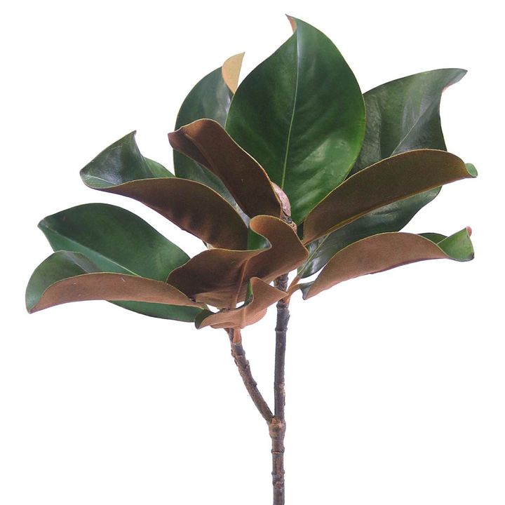 Magnolia Leaf Spray 60cm Green