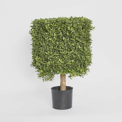 Boxwood Square Top 55cm