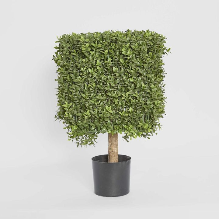 Boxwood Square Top 55cm