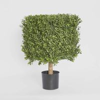 Boxwood Square Top 55cm