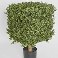Boxwood Square Top 55cm