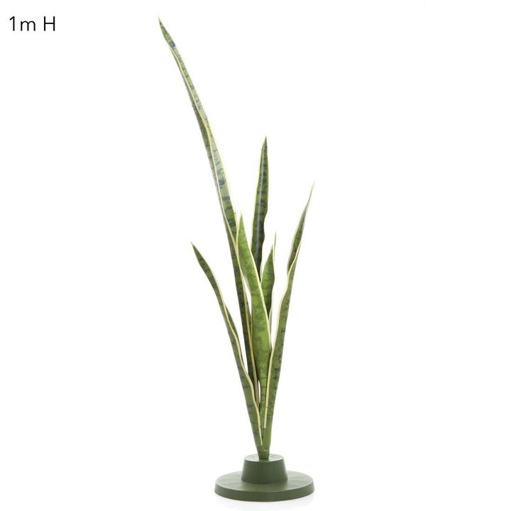 Mother-in-Law's Tongue succulent 1.05m