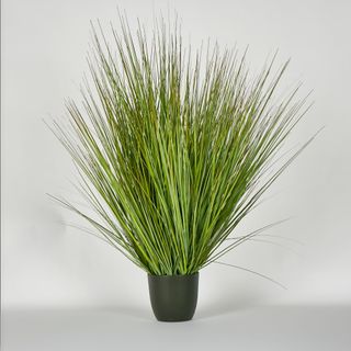 Potted Onion Grass 110cm