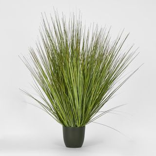 Potted Onion Grass 110cm