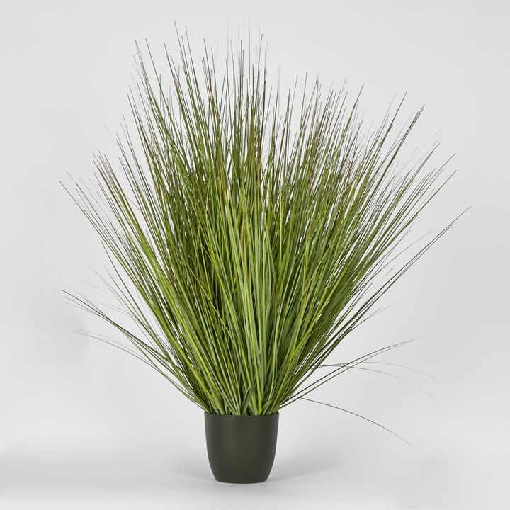 Potted Onion Grass 110cm