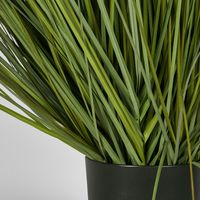 Potted Onion Grass 110cm