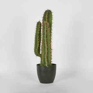 Nevada Desert Cactus 69cm