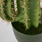 Nevada Desert Cactus 69cm