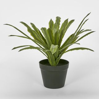 Succulent Fern 38cm