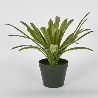 Succulent Fern 38cm