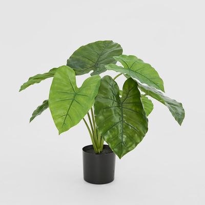Potted Real Touch Philodendron 50cm