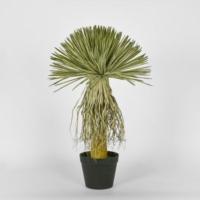 Variegated Grass Tree 60cm