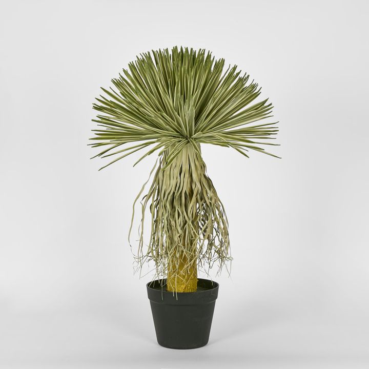 Variegated Grass Tree 60cm