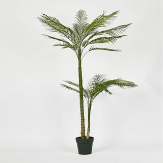 Double Stem Palm Tree 150cm