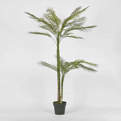 Double Stem Palm Tree 150cm