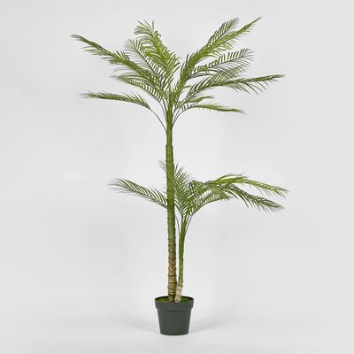 Double Stem Palm Tree 150cm