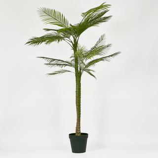 Double Stem Palm Tree 218cm