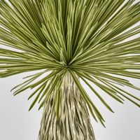 Variegated Grass Tree 120cm