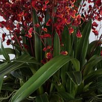 Willow Red Dancing Orchid Arrangement