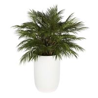 Bamboo Leaf Cluster Small Planter