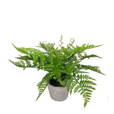 Fern in Pot 36cm