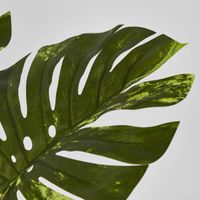 Variegated Real Touch Monstera 75cm