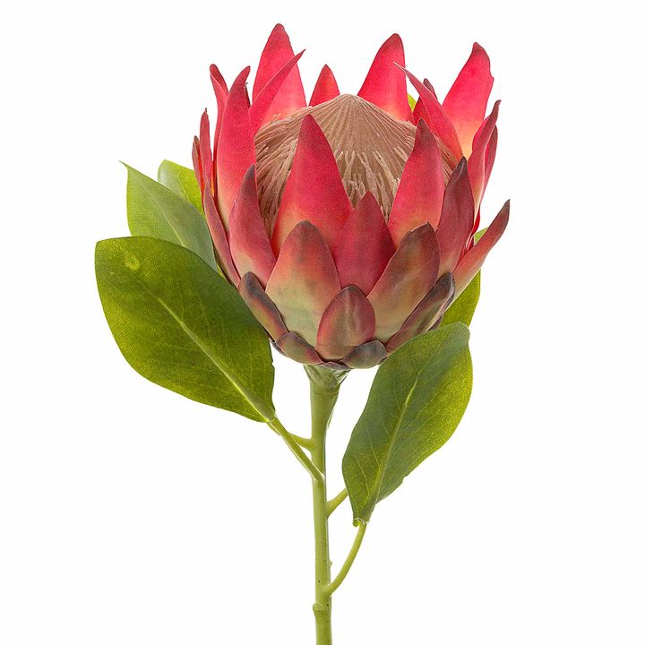 Protea King 70cm Dark Pink