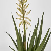 Potted Aloe Flower 75cm