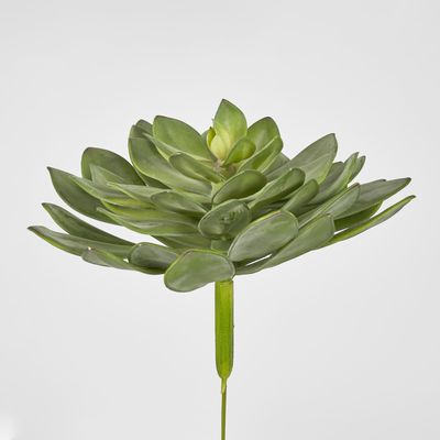 Aeonium Stem LGE