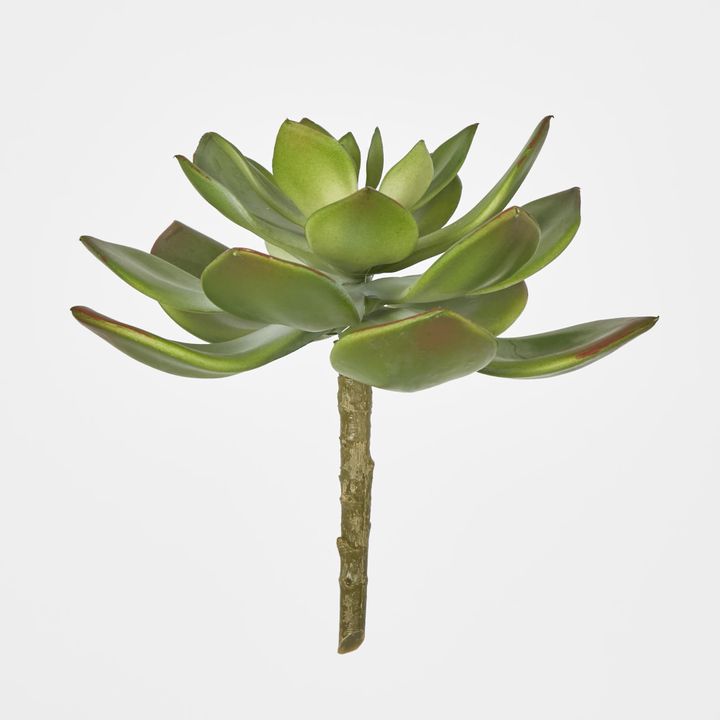 Aeonium Stem SML