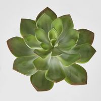 Aeonium Stem SML