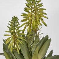 Potted Mini Aloes 42.5cm