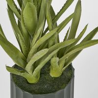 Potted Aloe Leaves Sml 30cm