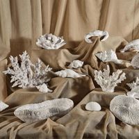Bay White Coral  19X18X17CM