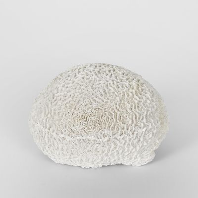 Cove White Sea Urchin 17X18X12CM