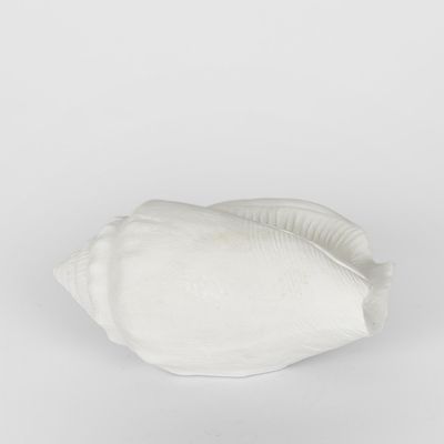 Shore White Sea Snail 20X11X9CM