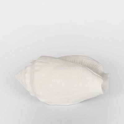 Shore White Sea Snail 20X11X9CM